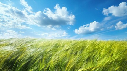 Poster - Wind blowing through a field of tall grass, creating waves of movement under a bright blue sky, copy space