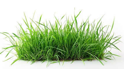 isolated green grass on a white background