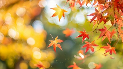 Canvas Print - Autumn leaves with bokeh background.