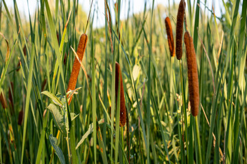 Cattails (Typha), cattail family (Typhaceae) within the order Poales in the Dachauer Moos in Bavaria, Germany. They are aquatic and marsh plants that thrive in wetlands