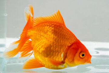 Oranda goldfish in aquarium fish tank close up