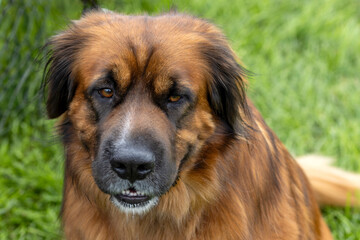 Poster - Head of a dog, a crossbreed between a labrador and a German shepherd