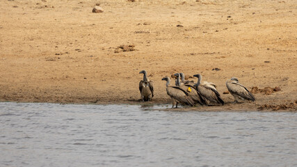 Canvas Print - a flock of white-backed vultures at the waterhole