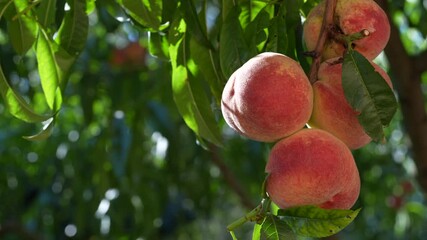 Wall Mural - Fresh, ripe peaches on the tree in fruit summer garden, close up. Rich harvest of peaches. Ripe fruits on the peach tree in the orchard. Homegrown, organic peaches