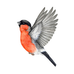 flying bullfinch bird watercolor illustration. hand drawn pyrrhula pyrrhula bright eurasian avian. c
