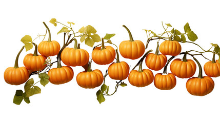 Sticker - Pumpkin leaves vine plant stem and tendril isolated on transparent background.