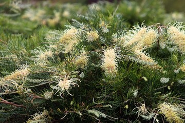 The ivory flowers of an Old socks plant growing in a garden. Grevillea leucopteris