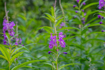 Wall Mural - Chamaenerion angustifolium is a perennial herbaceous flowering plant in the willowherb family Onagraceae. fireweed, rosebay willowherb. 3340 Wonderland Cir, Houston, Alaska