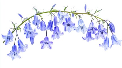 A sprig of delicate bluebells with their delicate petals and a green stem on a white background.