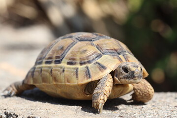 a turtle on the rocks	
