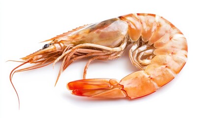 Prawn on white.