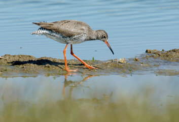 Wall Mural - Chevalier gambette,.Tringa totanus, Common Redshank