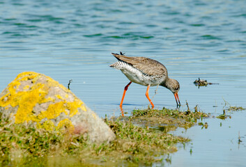 Wall Mural - Chevalier gambette,.Tringa totanus, Common Redshank