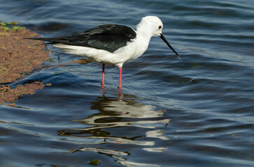 Wall Mural - Echasse blanche,.Himantopus himantopus, Black winged Stilt