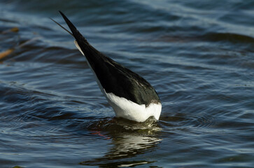 Wall Mural - Echasse blanche,.Himantopus himantopus, Black winged Stilt