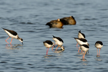 Wall Mural - Echasse blanche,.Himantopus himantopus, Black winged Stilt