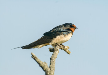 Wall Mural - Hirondelle rustique, Hirondelle de cheminée, Hirundo rustica, Barn Swallow