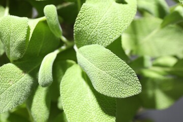 Wall Mural - Sage plant growing on blurred background, closeup