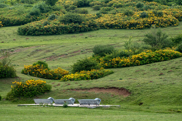 Water trough for animals and yellow meadow flowers.  Perşembe Plateau, Ordu, Türkiye