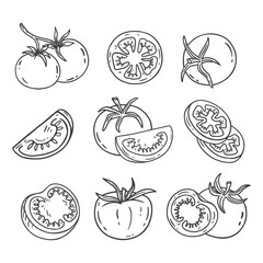 Wall Mural - set of hand drawn tomato. tomato in sketch style. black and white illustration. fresh vegetable isol
