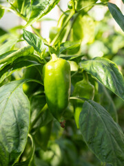 Canvas Print - Ripe pepper plant growing in homemade greenhouse. Fresh piece of green natural paprika on branch in vegetable garden. Organic farming, healthy food, BIO viands, back to nature concept.