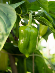 Wall Mural - Ripe pepper plant growing in homemade greenhouse. Fresh piece of green natural paprika on branch in vegetable garden. Organic farming, healthy food, BIO viands, back to nature concept.