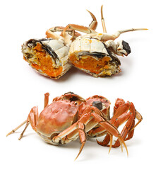 Wall Mural - Cooked river crab isolated in white background