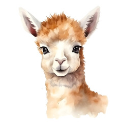 Adorable Baby Alpaca with Soft Fluffy Fur on White Background