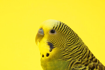 Wall Mural - Beautiful bright parrot on yellow background, closeup. Exotic pet