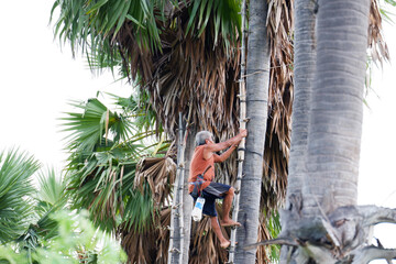 An old man is climbing a palm tree to collect fresh palm sugar to make palm sugar.