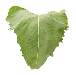 Poster - One green sunflower leaf isolated on white