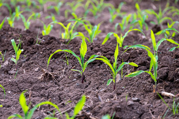 Poster - Young corn plants growing on the field, corn farm