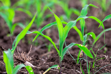 Poster - Young corn plants growing on the field, corn farm