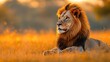 © Raitalinn - A majestic lion captured in a stunning portrait, its golden mane glowing in the warm savanna light as it gazes with regal poise