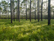 © Andrew Kornylak - Longleaf pine forest in the Green Swamp Preserve, Supply, North Carolina