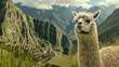 © Oksana - The image shows a white alpaca standing in front of a picturesque mountainous landscape resembling Machu Picchu in Peru. The alpaca is in the foreground, looking directly at the camera