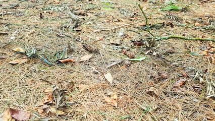 Pine Forest Floor Background