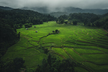 Wall Mural - Aerial view Dark green rice fields in the rainy day of Rice terrace in asian