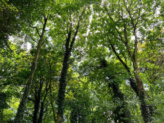 Poster - Beautiful trees with green leaves growing in park, low angle view