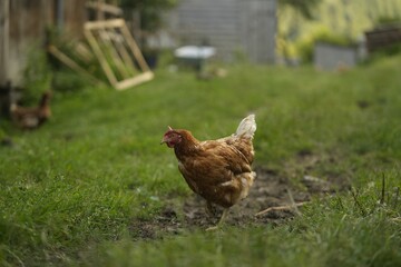 Wall Mural - Cute hen grazing on green grass outdoors