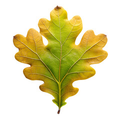 Wall Mural - Autumn Oak Leaf, Isolated on White Transparent Background, PNG Element