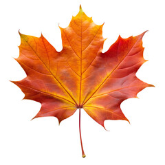 Wall Mural - Autumn Red Maple Leaf Isolated on White Transparent Background, PNG Element