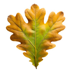 Wall Mural - Autumn Oak Leaf Isolated on White Transparent Background, PNG Element