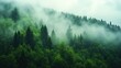 © Theeranan - A foggy morning in a green forest, with mist rolling through the trees, enhancing the quiet and mystical ambiance.