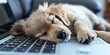 © Steph - puppy sleeping on laptop keyboard