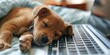 © Steph - puppy sleeping on laptop keyboard