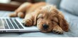 © Steph - puppy sleeping on laptop keyboard
