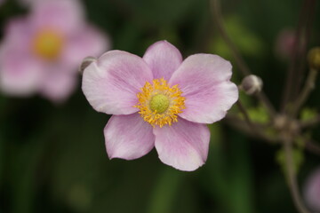 Japanese Thimbleweed in Bloom 2