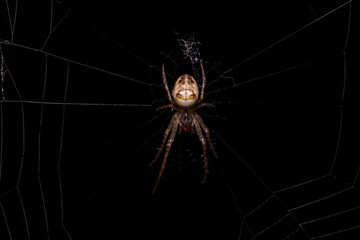 Small spider on a plant. Macro photo of insects.