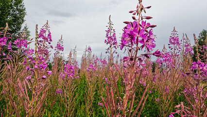 Wall Mural - Ivan-tea (Chamaenerion) grows in a meadow